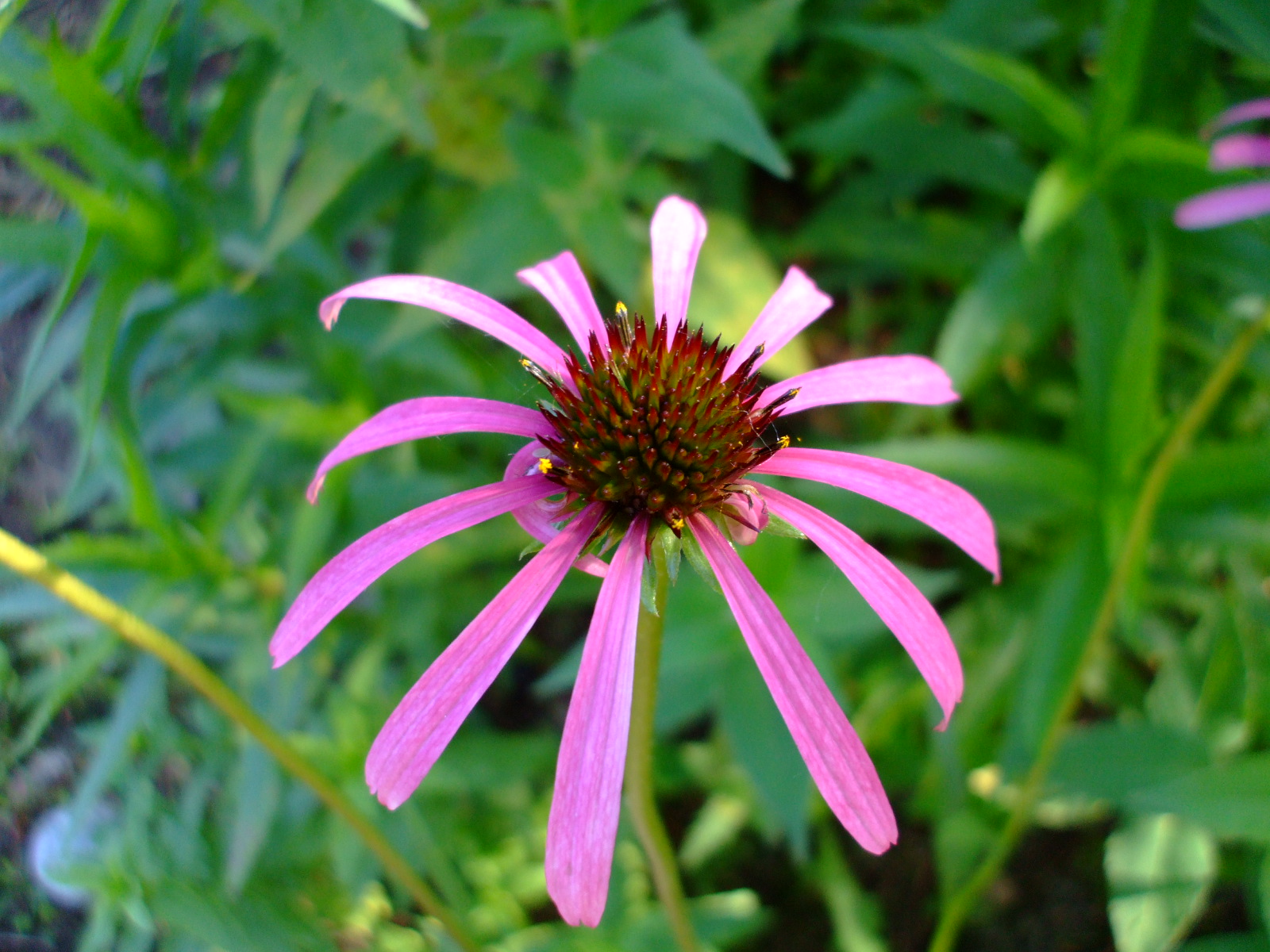 Echinacea simulata